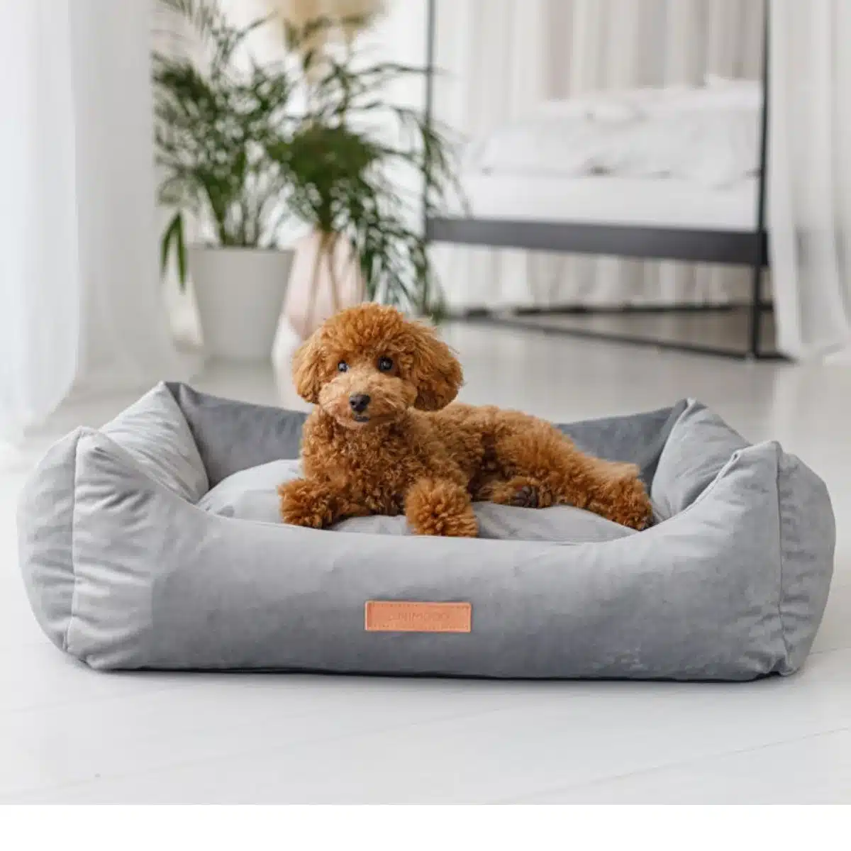 Lit pour chien en velours – ALEX