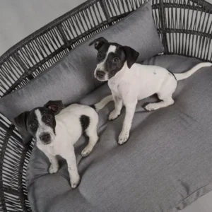 Lit design pour chien – PRADO