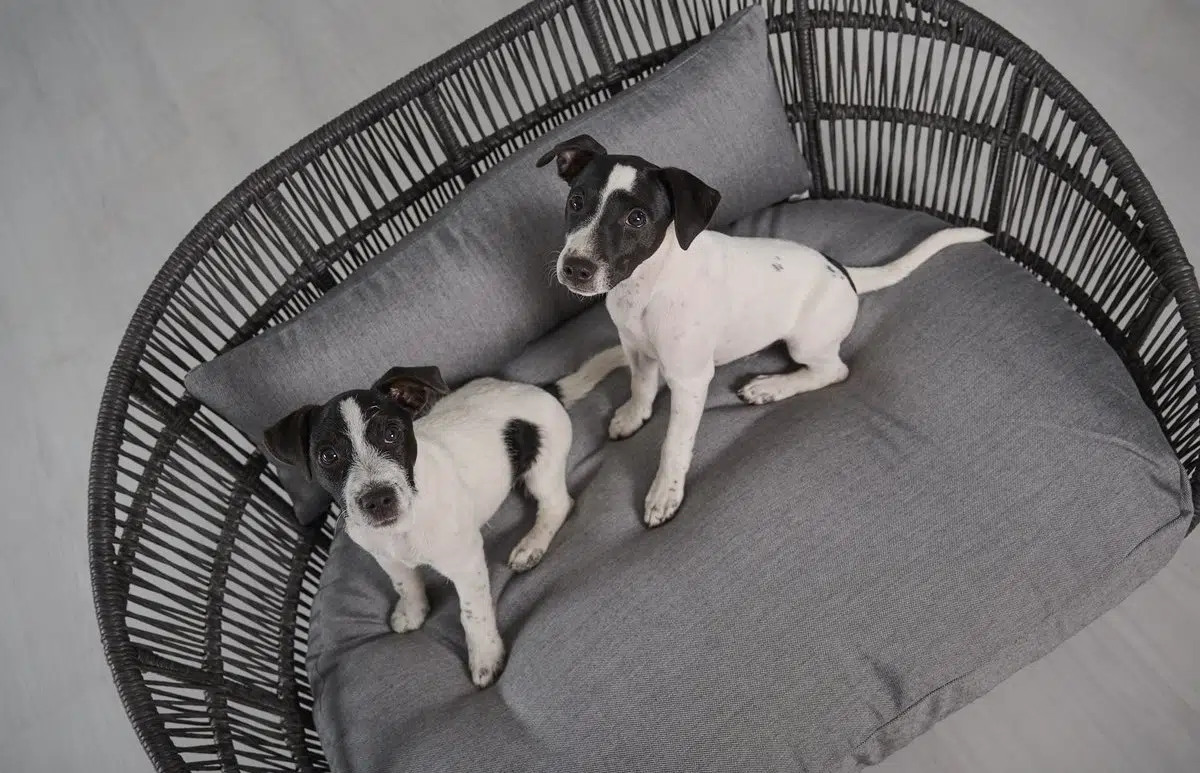 Lit design pour chien – PRADO